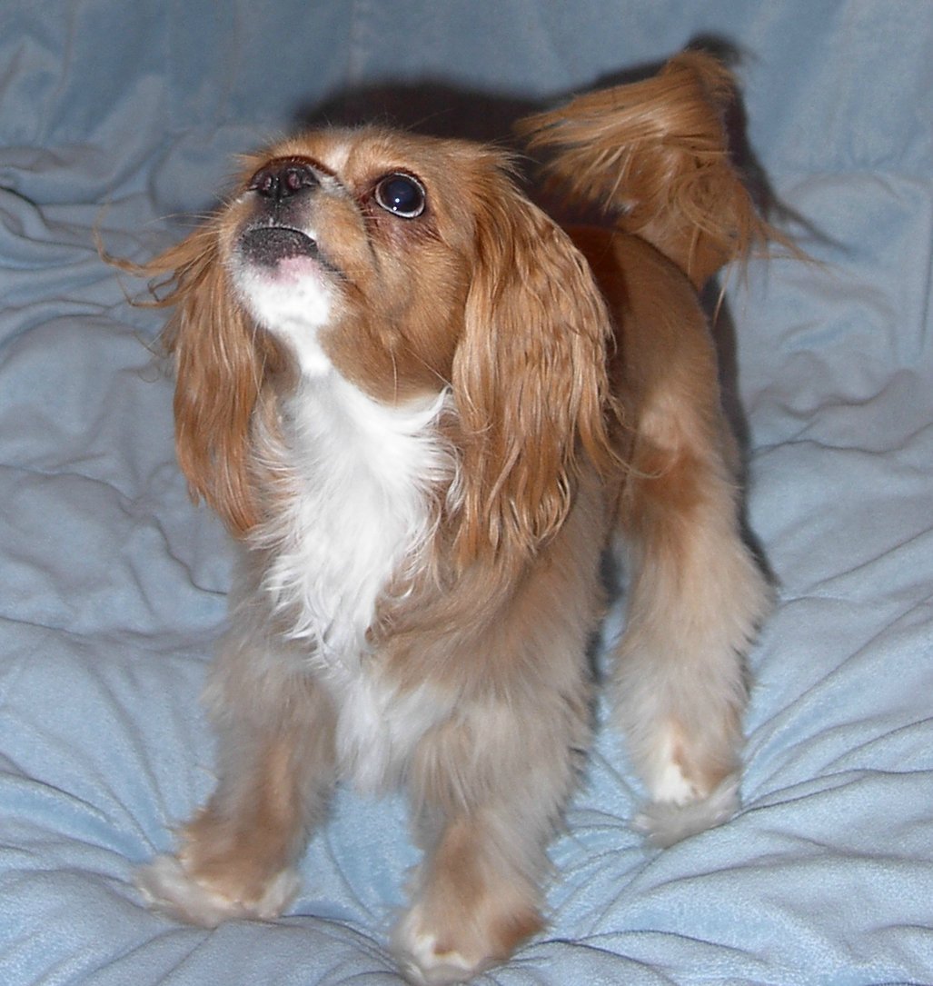 Кокер спаниель скрещенный