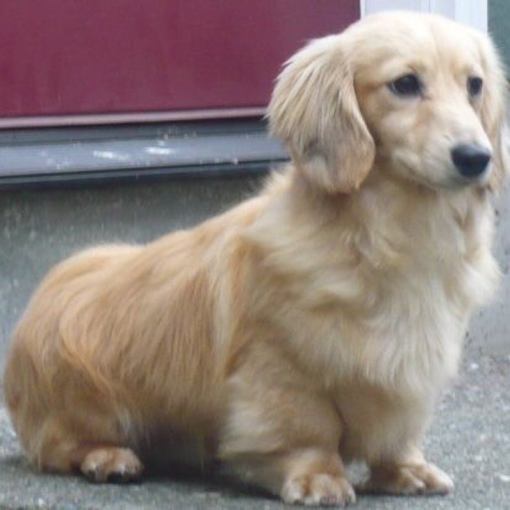 Помесь таксы и золотистого ретривера