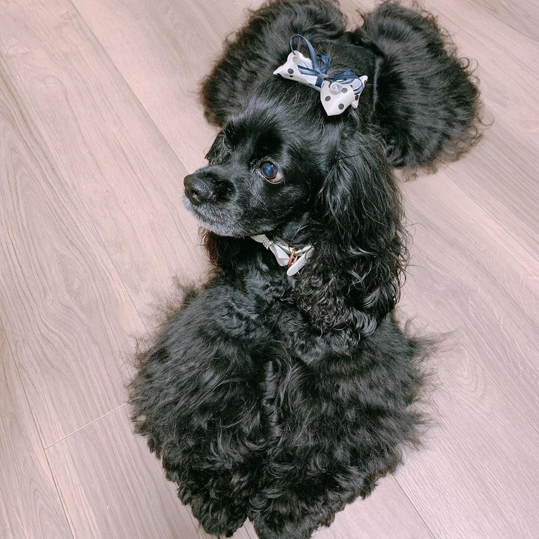 Кокер спаниель Йоко