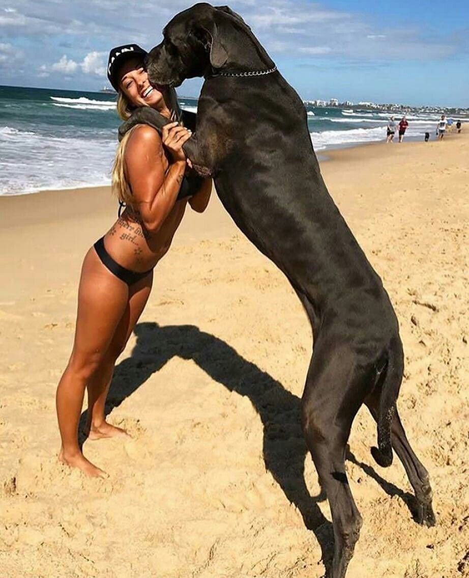 Дог Зевс самая большая собака в мире