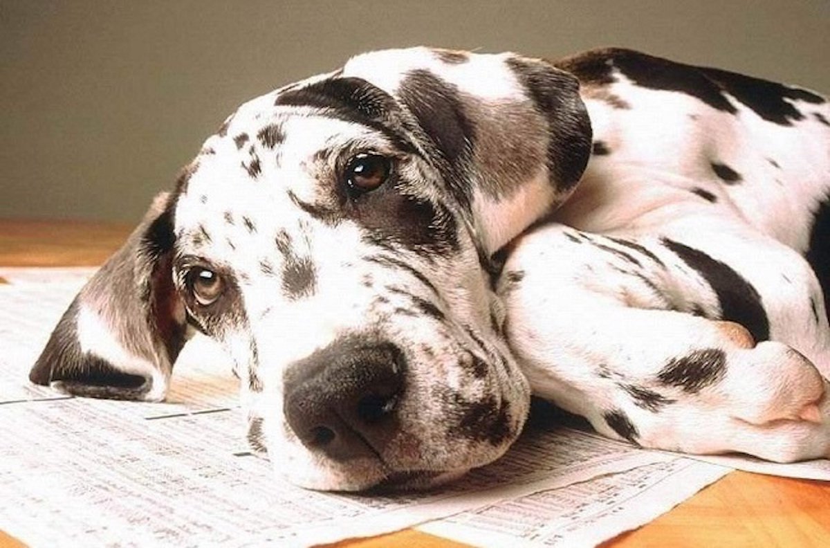 Датский дог на белом фоне