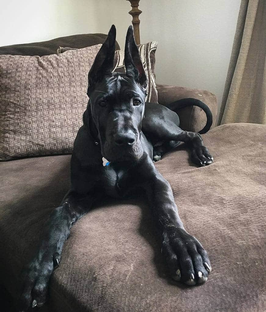 Собака дог и девушка