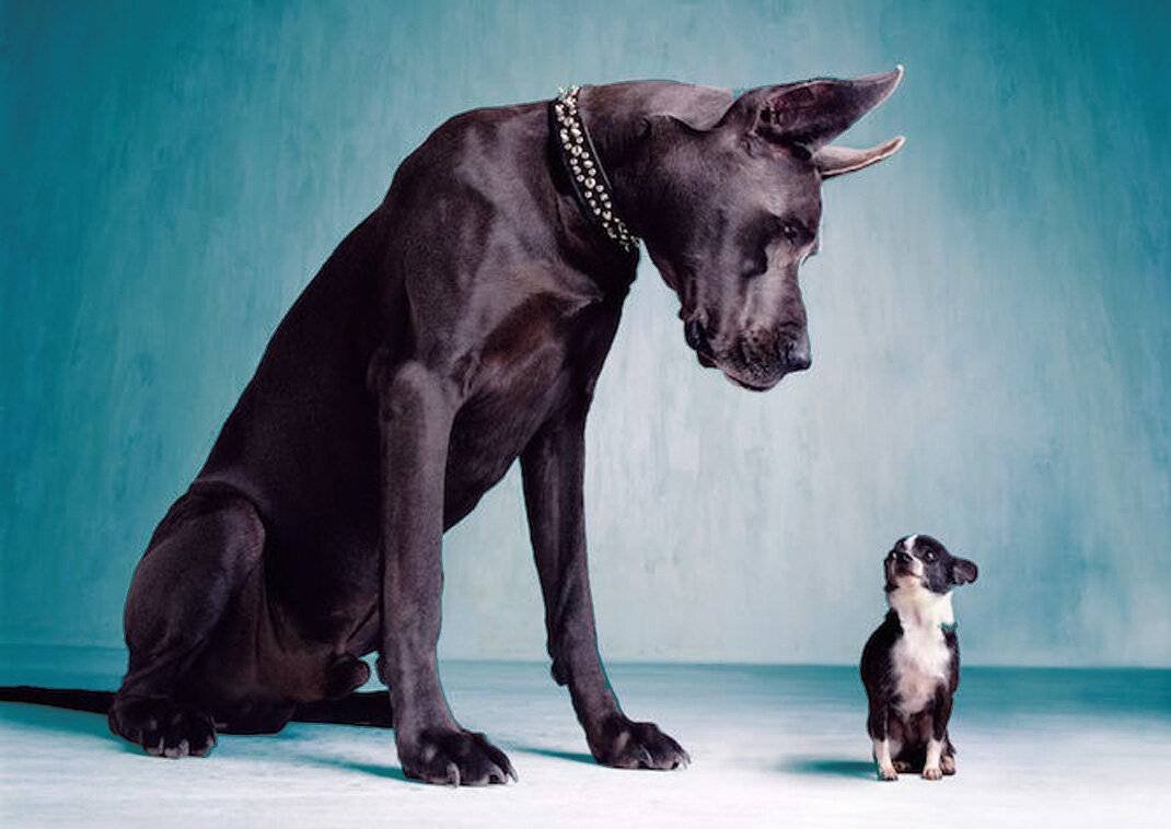 Доберман и Кардашьян