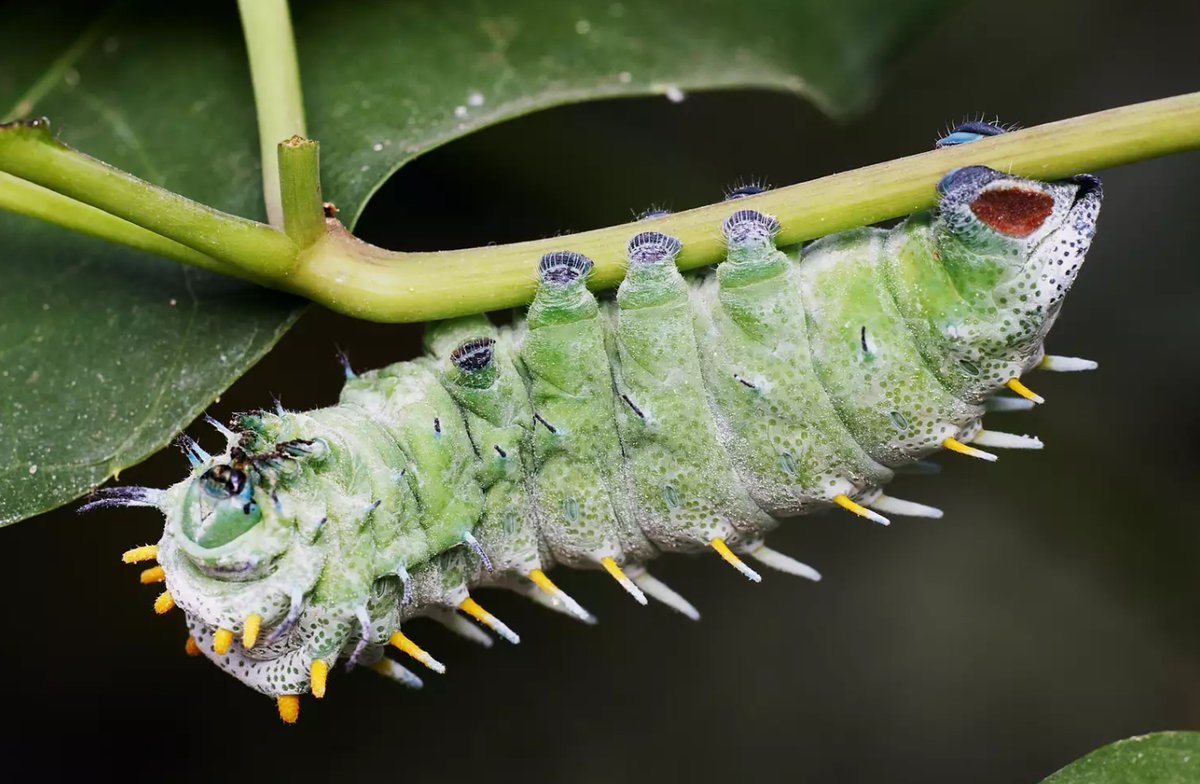 Гусеница желтая с черными пятнами