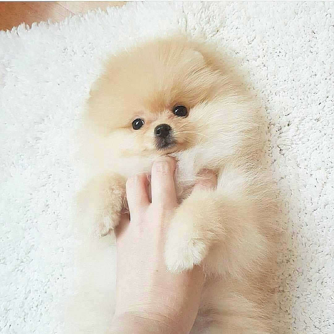 Самые красивые и милые собаки