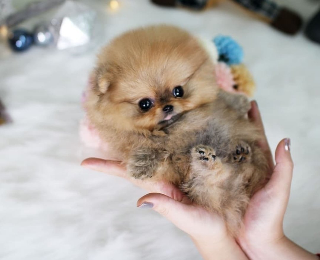 Микро померанский шпиц