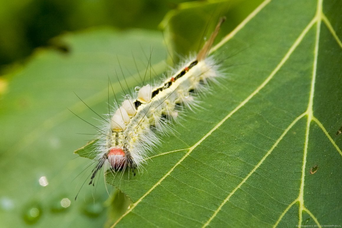 Личинка гусеницы Saturnia Pavonia