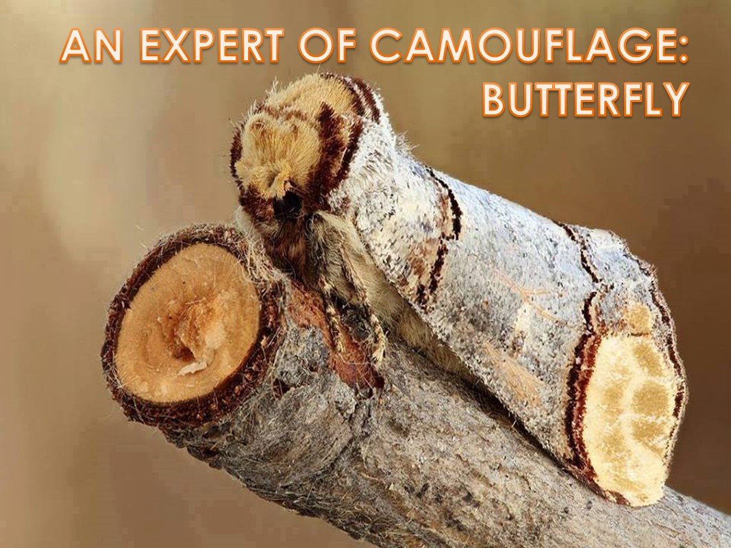 Сосновый пилильщик гусеница