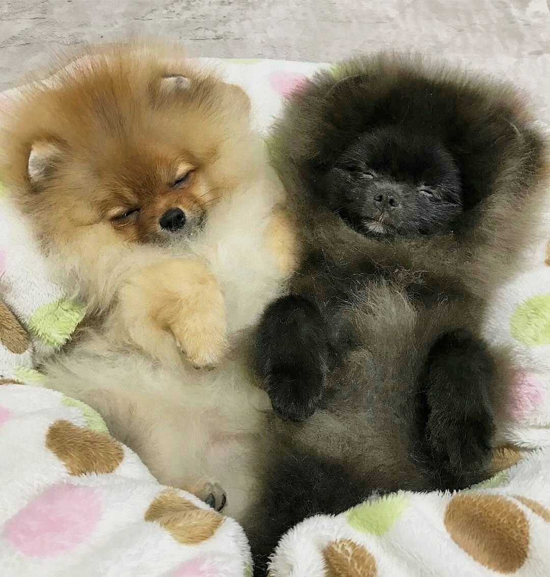 Померанский шпиц щенок новорожденный