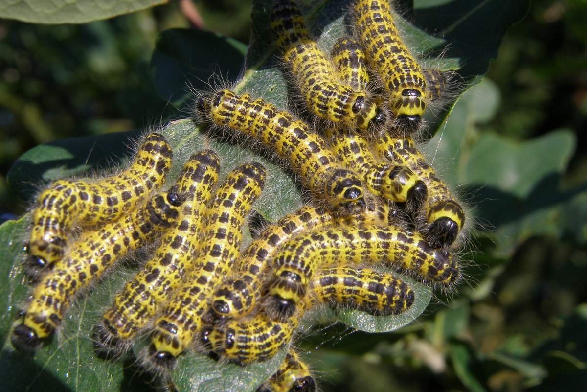 Phalera Bucephala гусеница