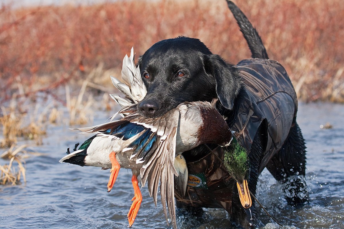Кошки которые охотятся на уток фотографии