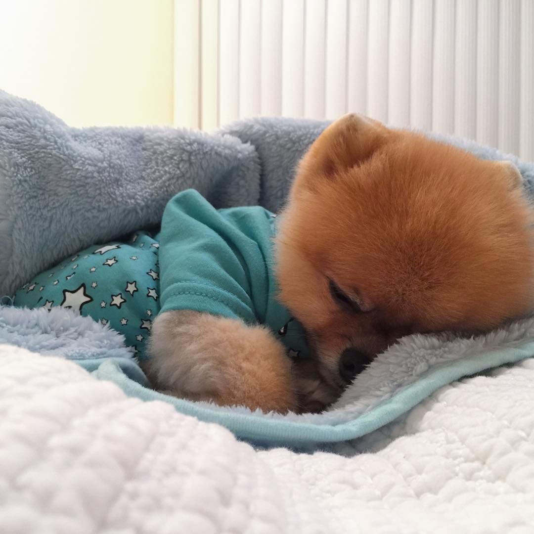 Померанские Шпицы играются