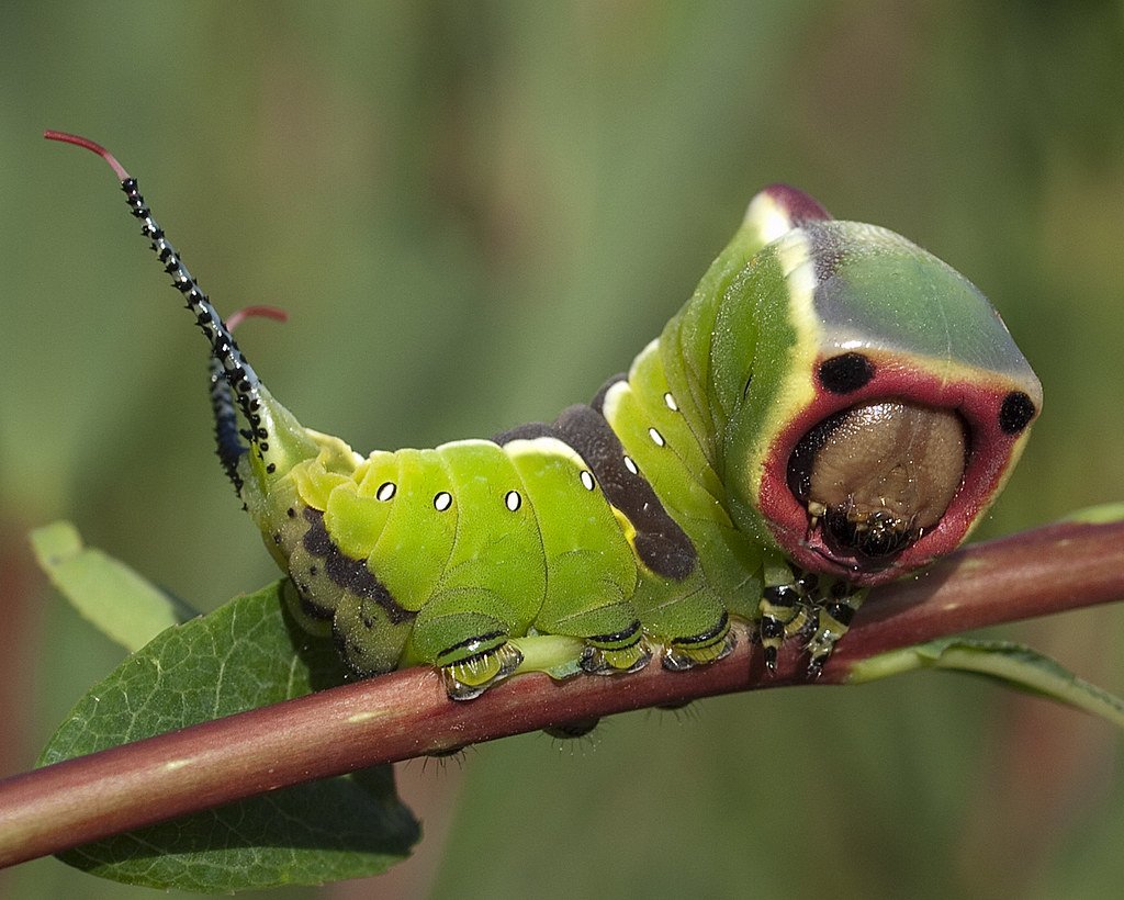 Серо желтая гусеница