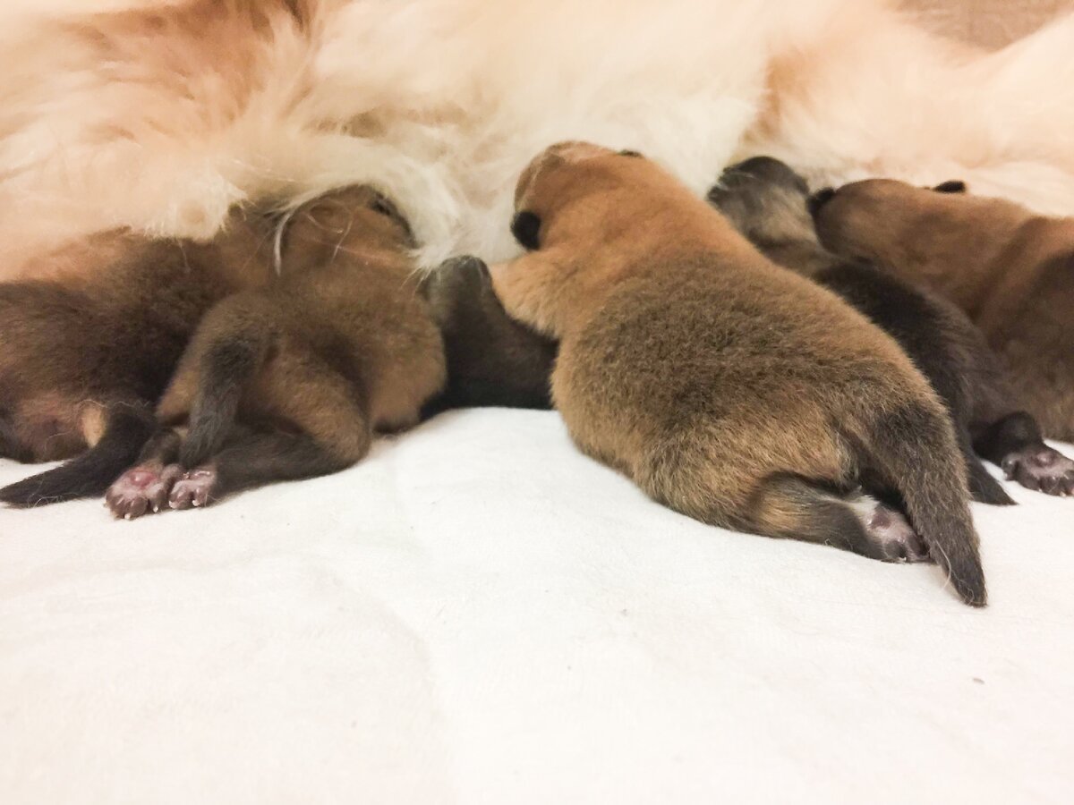 Померанский шпиц медвежьего шёкроадный типа