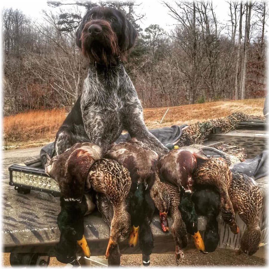 Дратхаар охота на утку