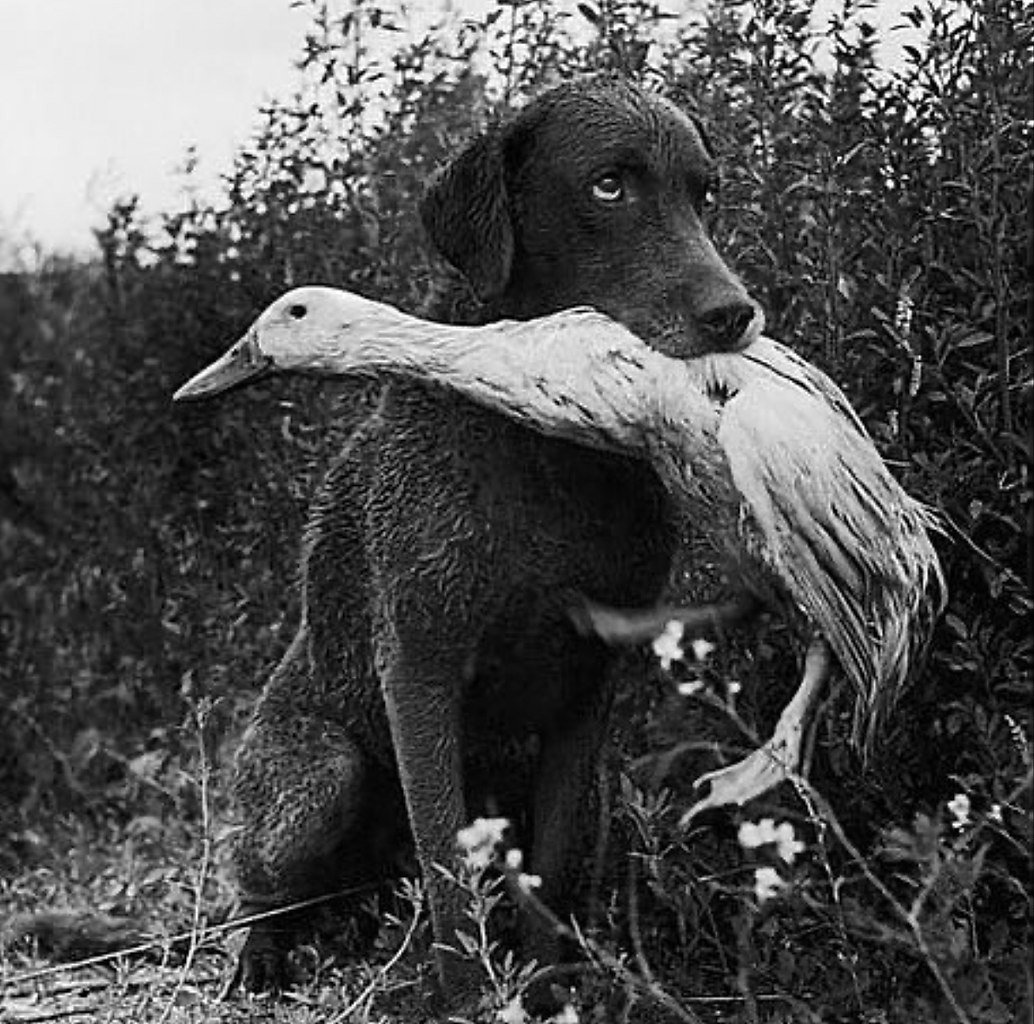 Собака несет утку