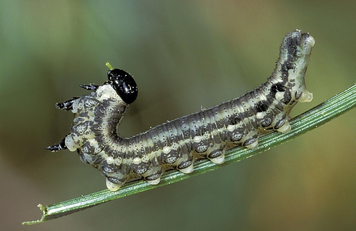 Acronicta Tridens гусеница