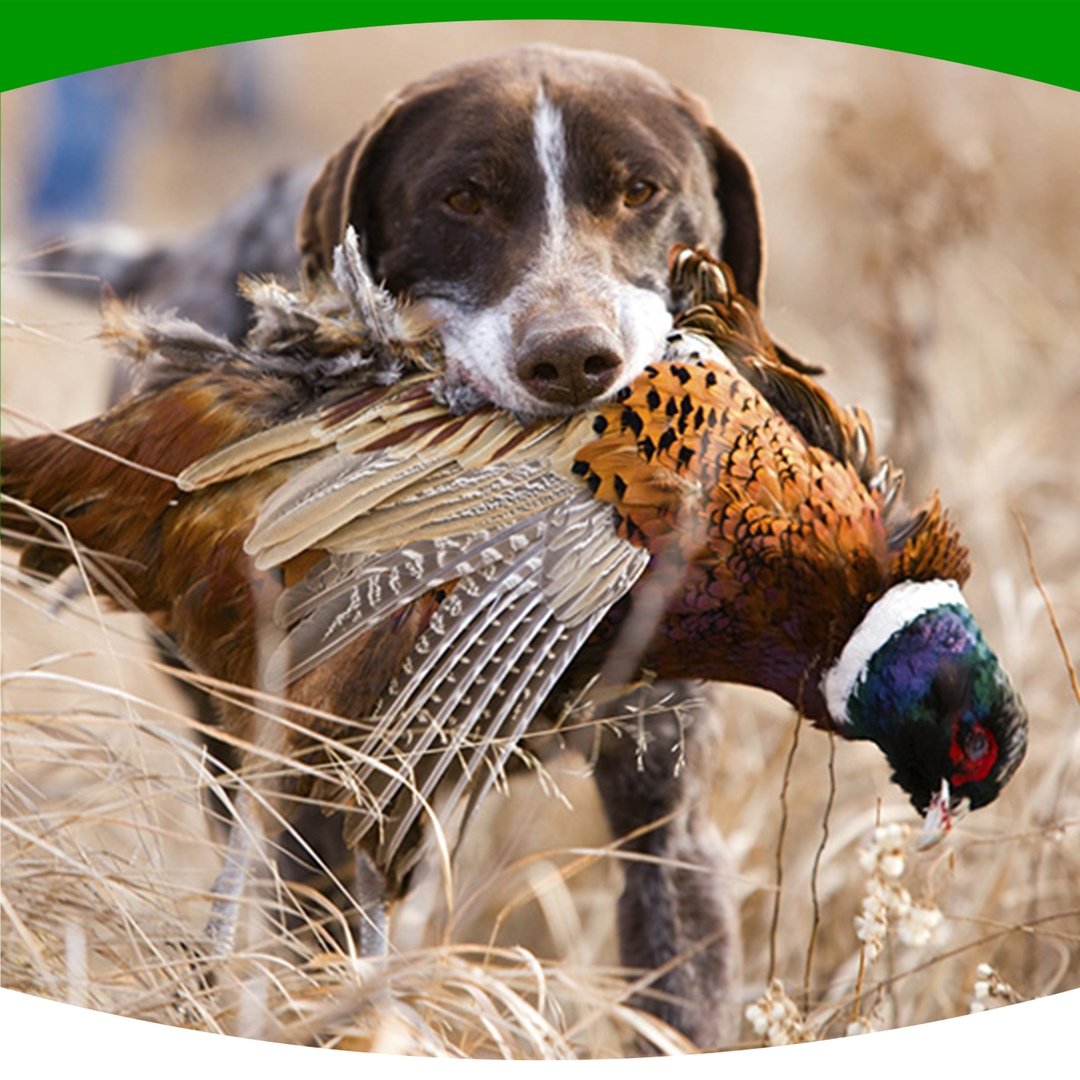 Охотничьи собаки на уток