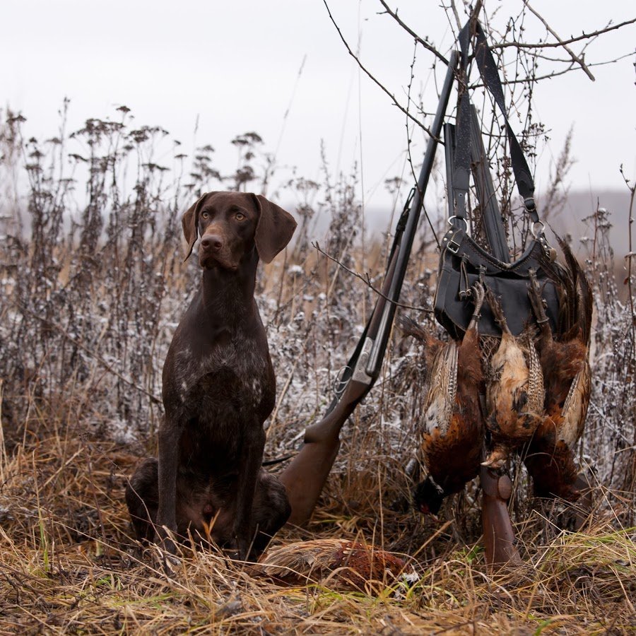 Охота с курцхааром на фазана