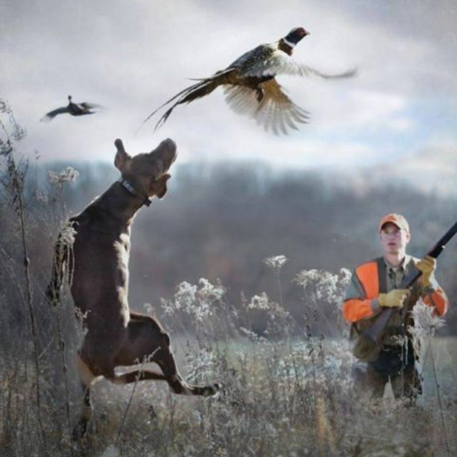 Охотничьи собаки на утку