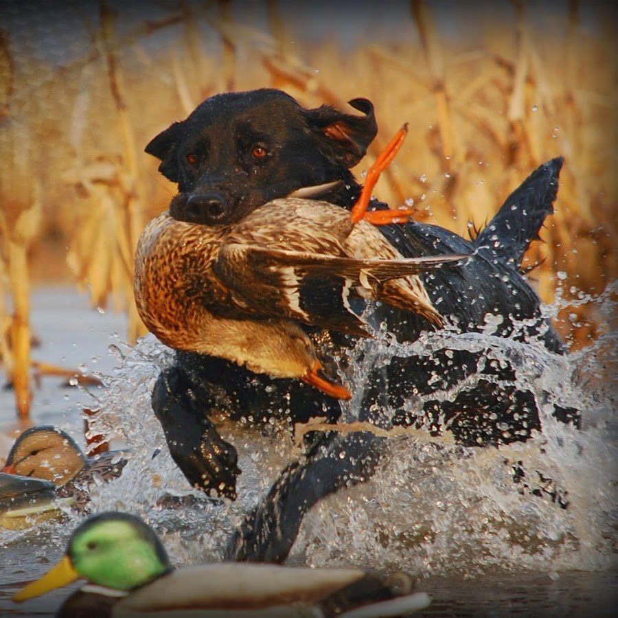 Охотничьи собаки на уток