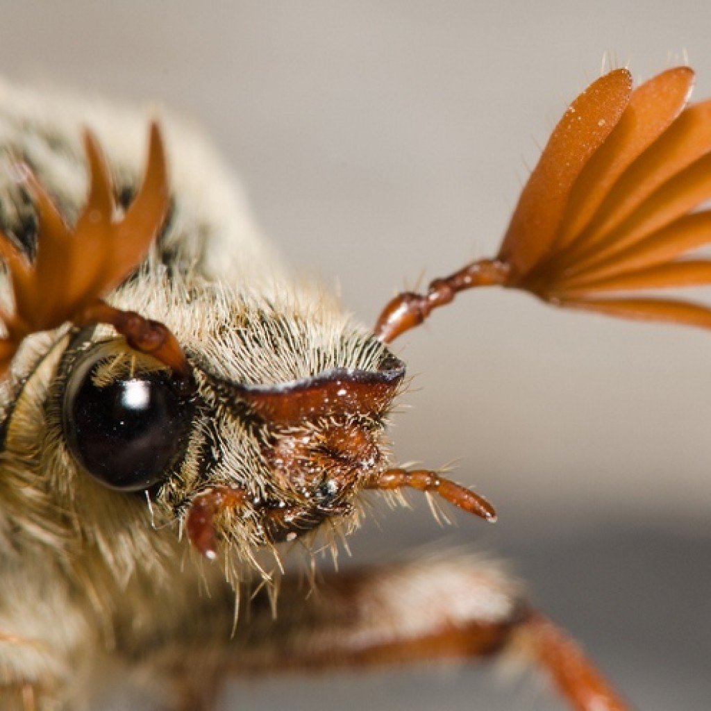 Хрущ полевой Жук