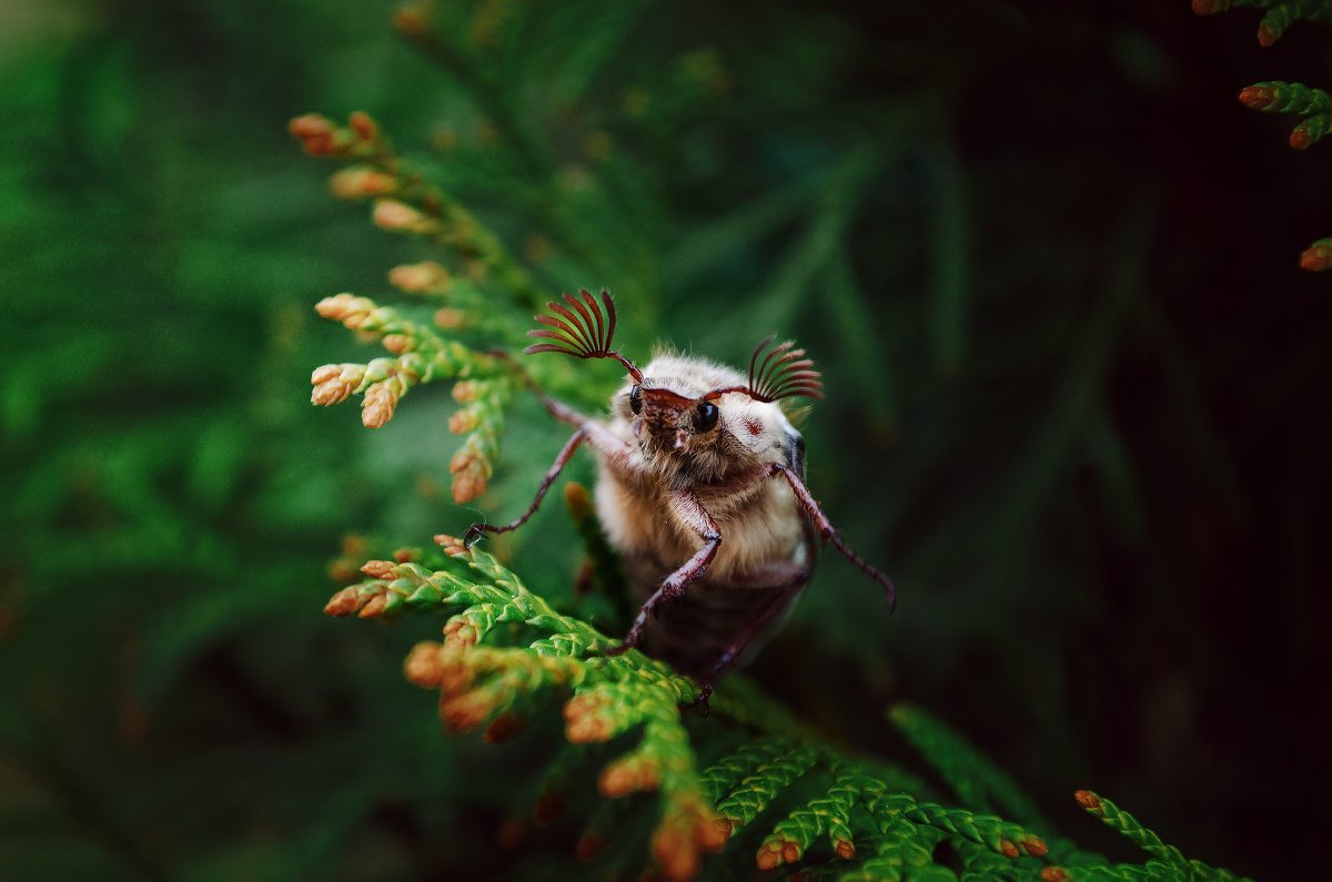 Майский Жук пузико