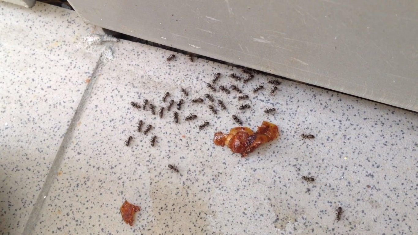 Борьба с муравьями в доме. Муравьи домашние мелкие. Насекомые в квартире. Мелкие муравьи на кухне. Маленькие тараканы на кухне.