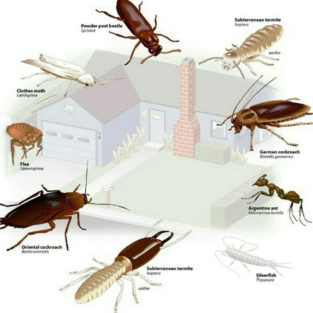 Домашние насекомые