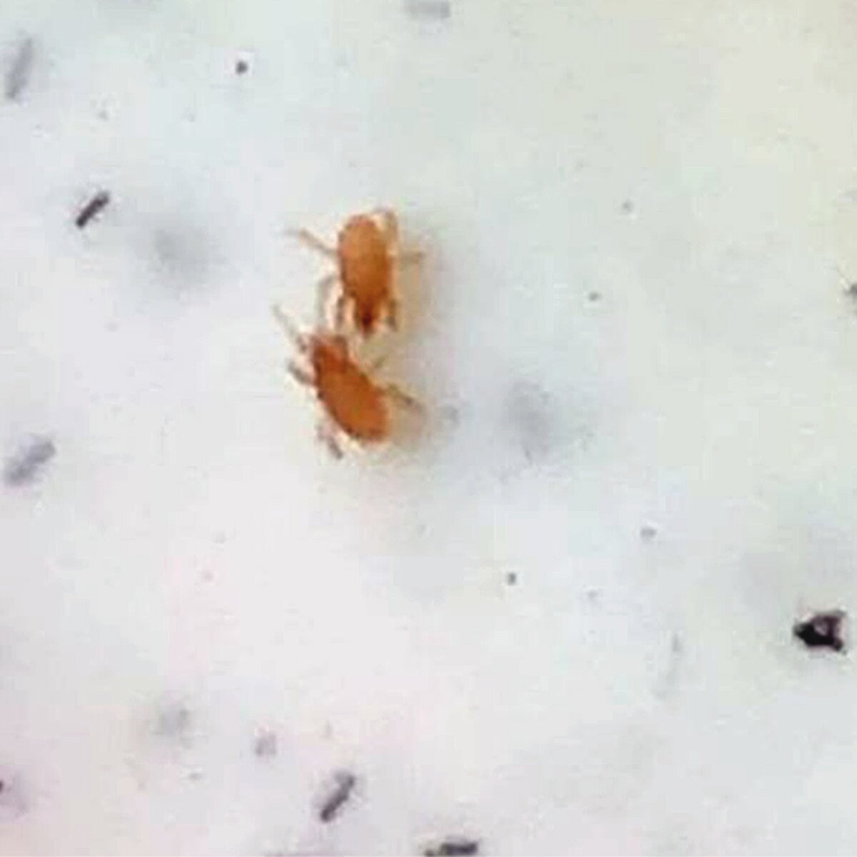 Микроскопические коричневые жучки