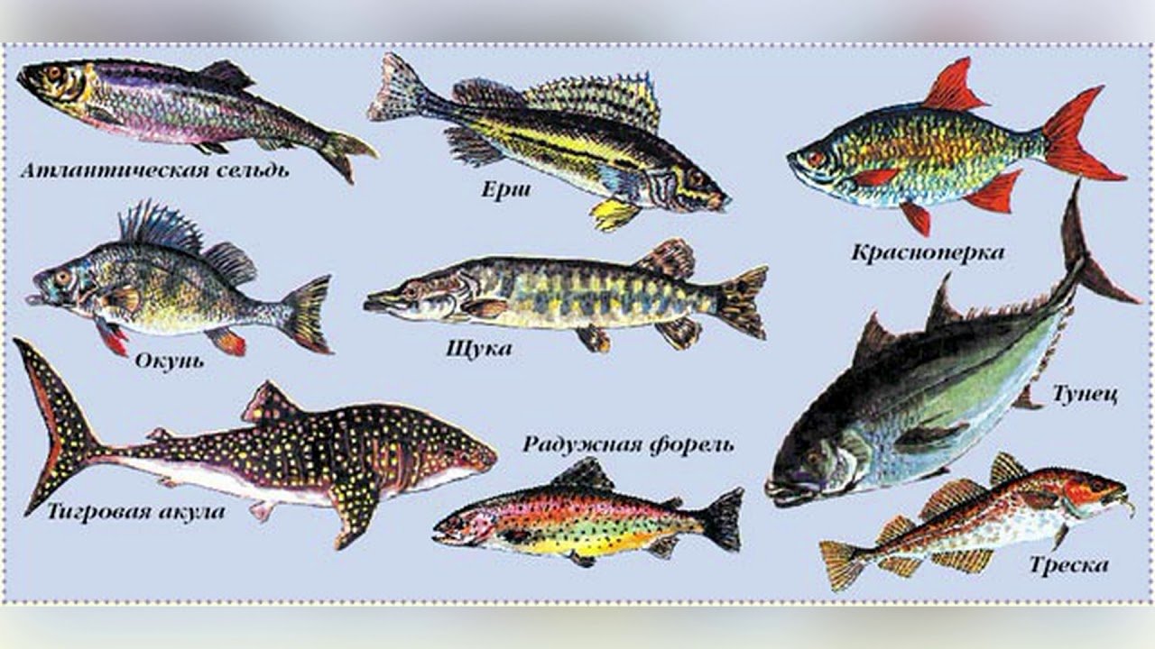 Название групп рыб. Название рыб. Речные рыбы. Пресноводные рыбы для детей. Пресноводные рыбы названия.