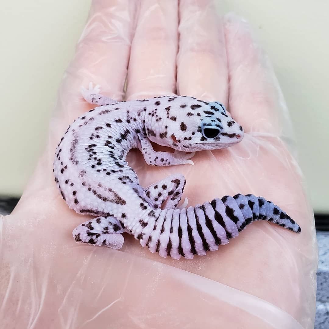 Эублефары морфы Ghost