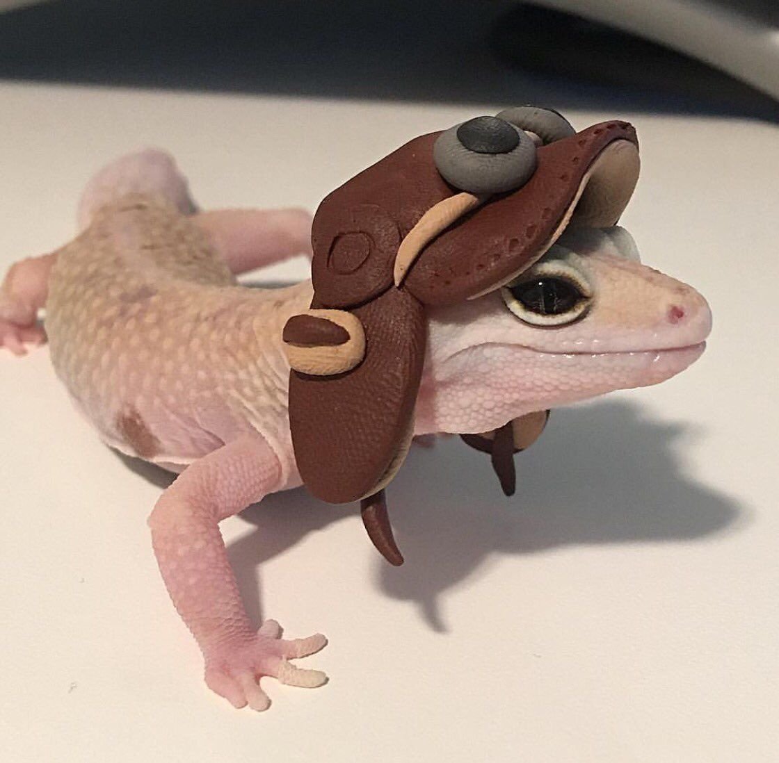 Геккон бананоед милый