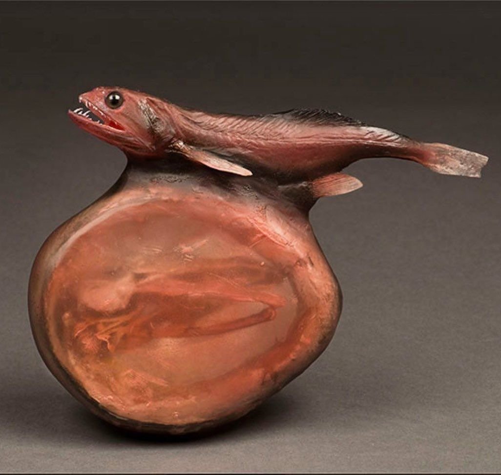 Черный живоглот или хиазмодон