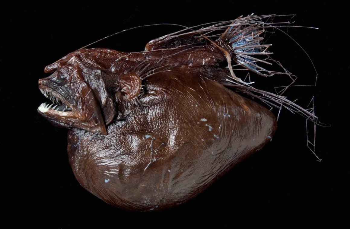 Рыба удильщик рыба удильщик