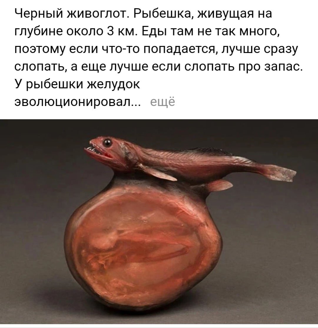 Биолюминесценция морской черт