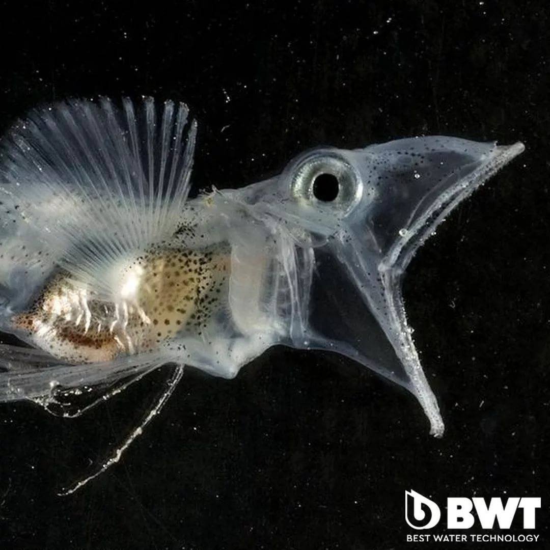 Щуковидная белокровка