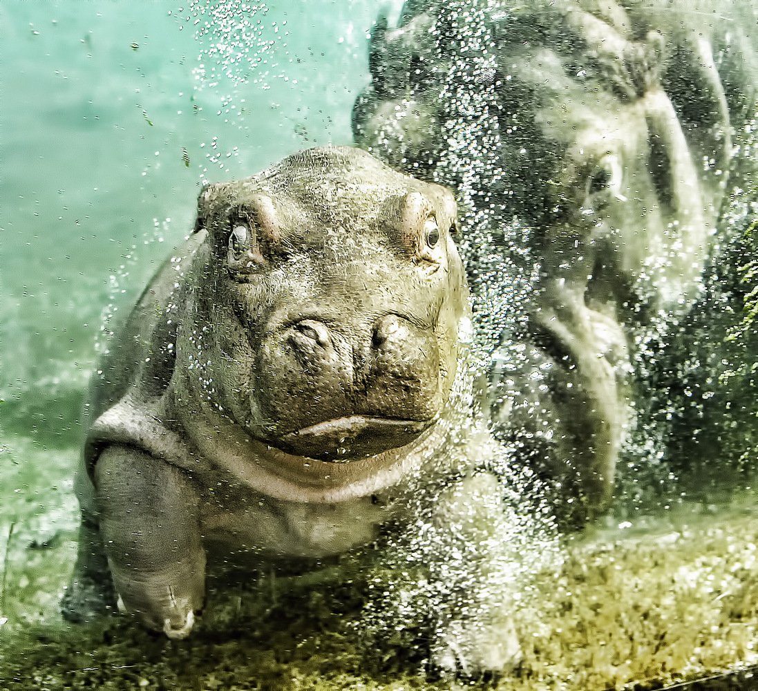 Бегемот на пляже