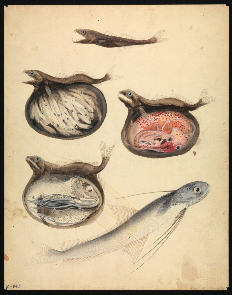 Рыба Мешкоглот