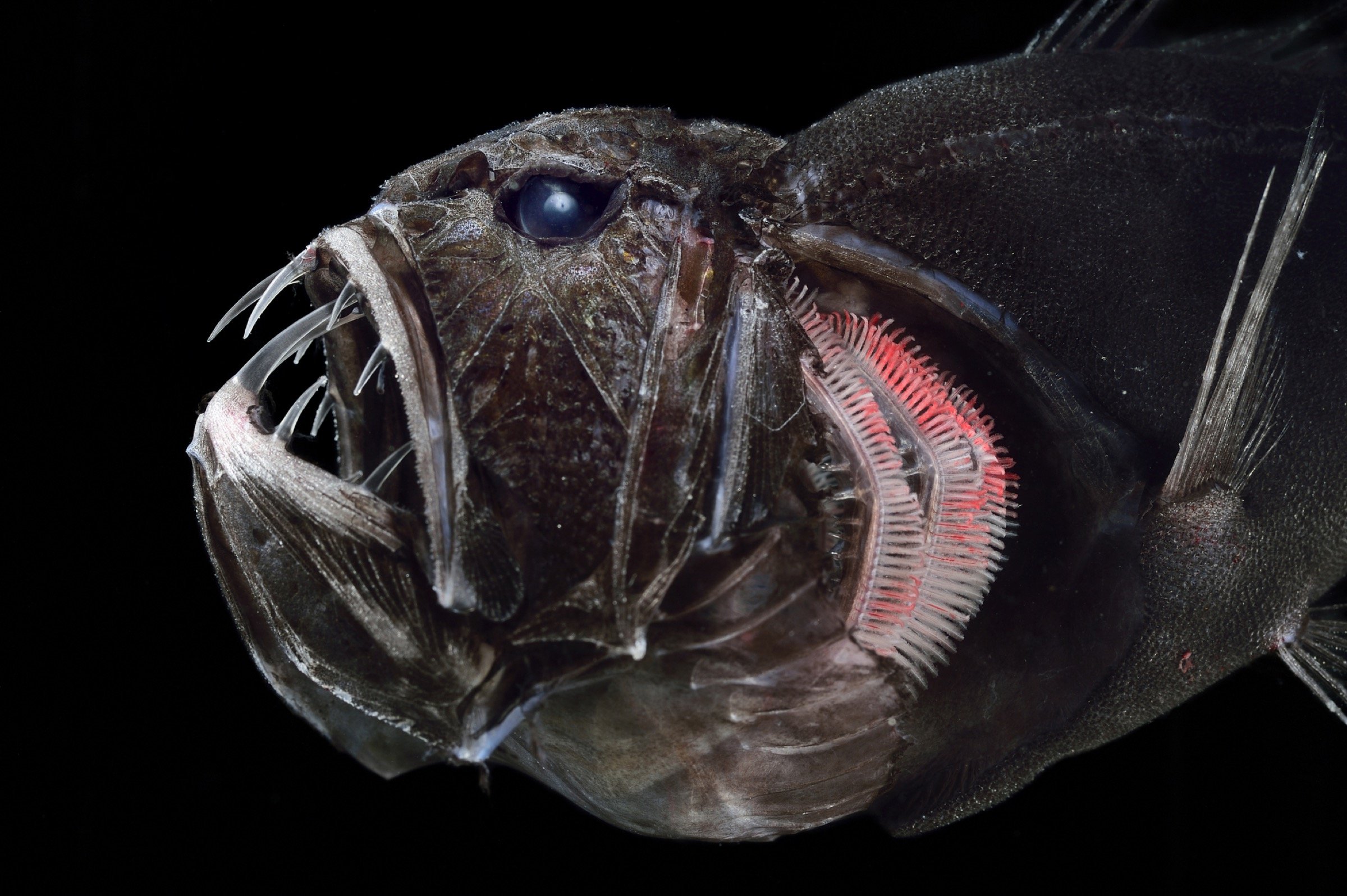 Fish creature. Длиннорогий Саблезуб. Тихоокеанский идиакант. Длиннорогий Саблезуб рыба. Саблезуб (Anoplogaster cornuta).