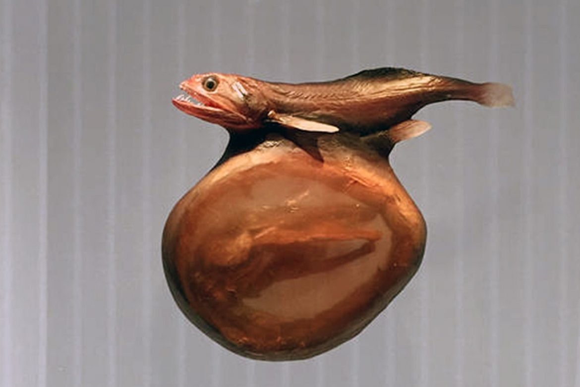 Глубоководные рыбы живоглот