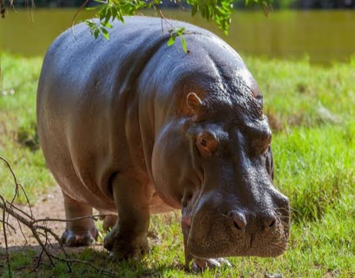 Критский карликовый Бегемот