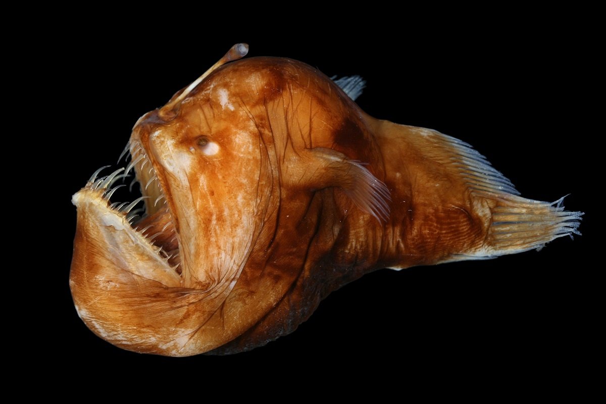 Орео дори рыба