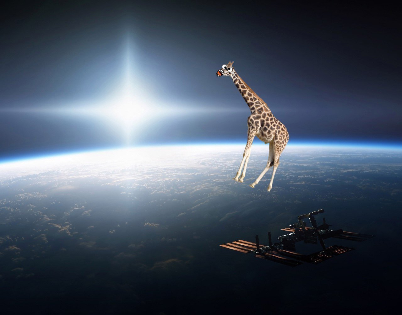 Space animals. Жираф в космосе. Летающий Жираф. Снимки животных в космосе. Космические Жирафы.