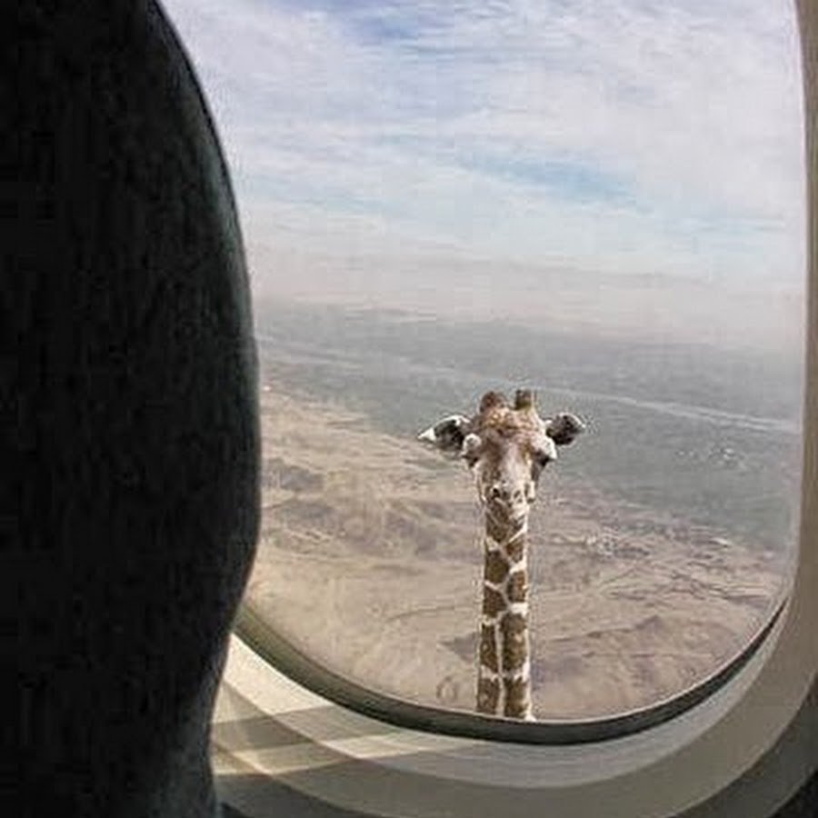 Жираф в окне