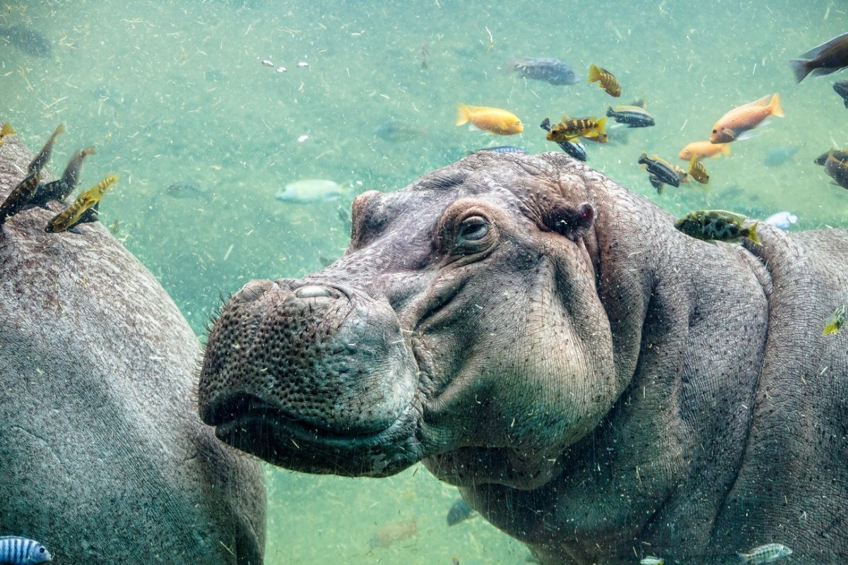 Морской бегемот