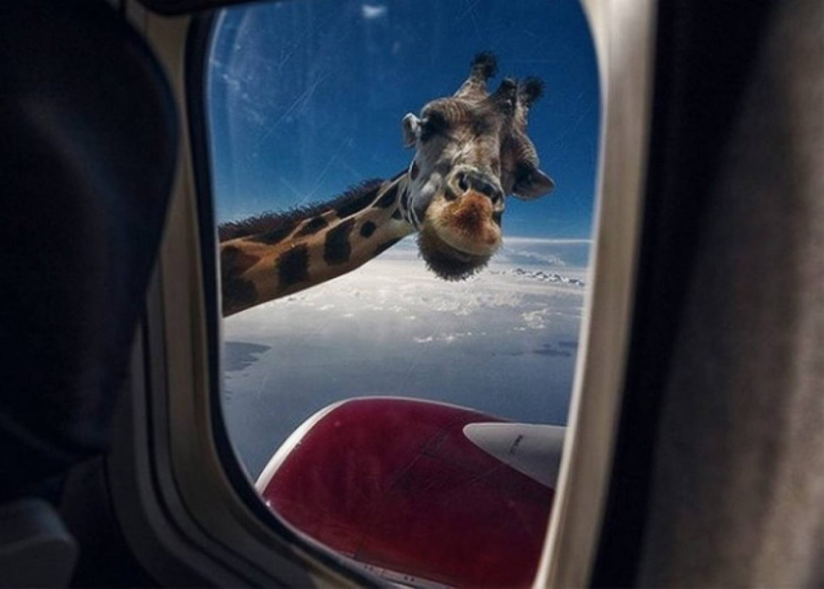 Милые Жирафы