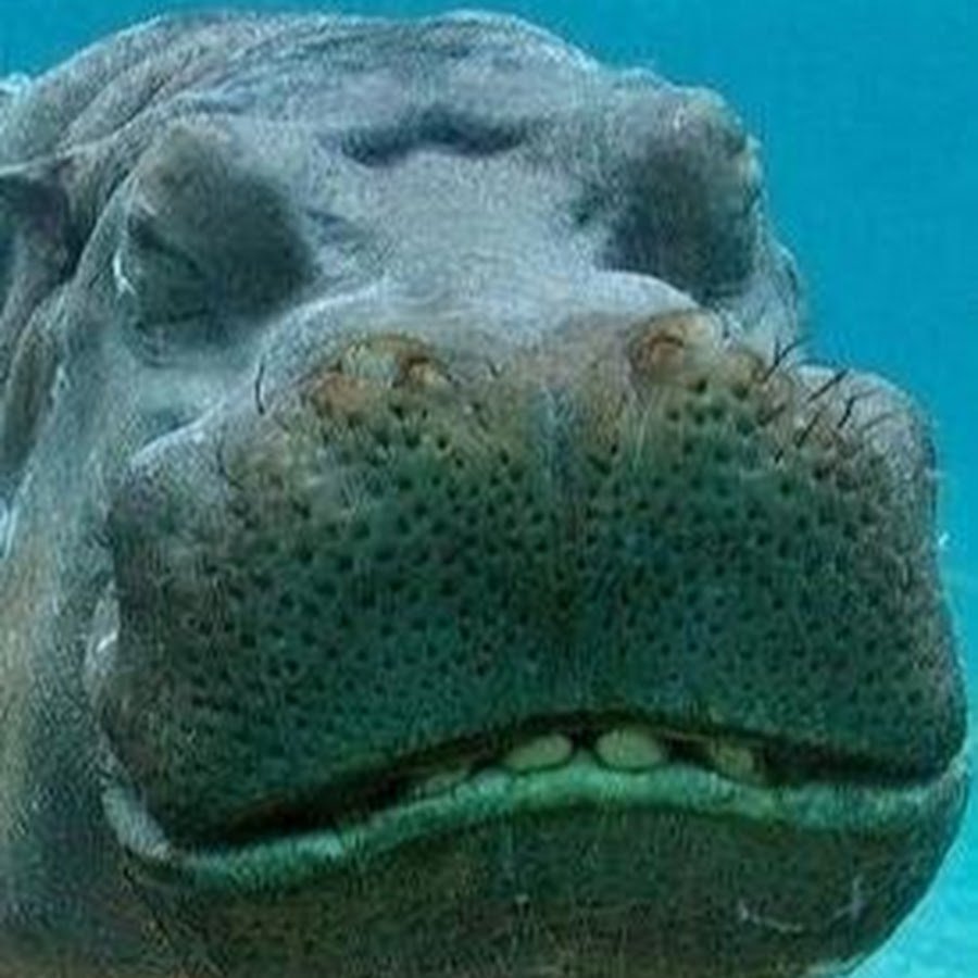 Морской Бегемот