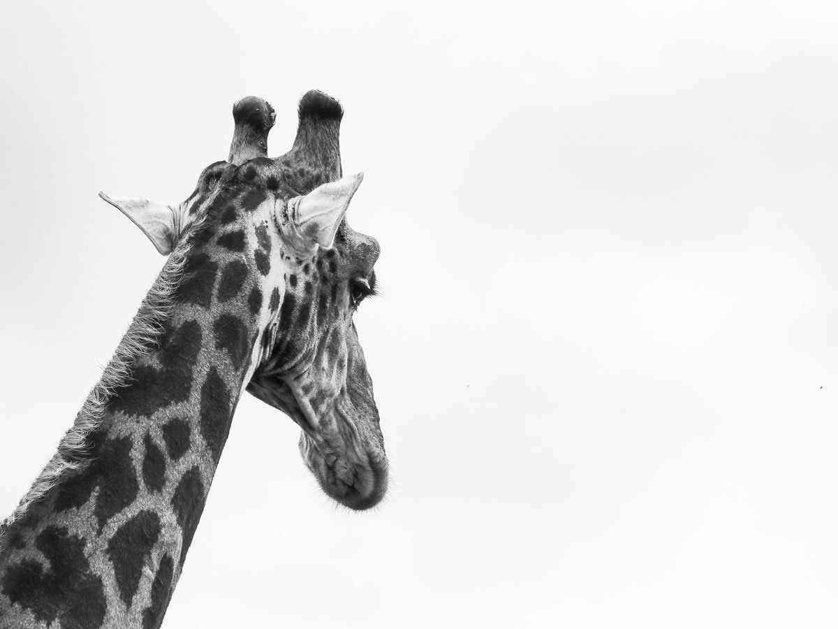 Смешные Жирафики