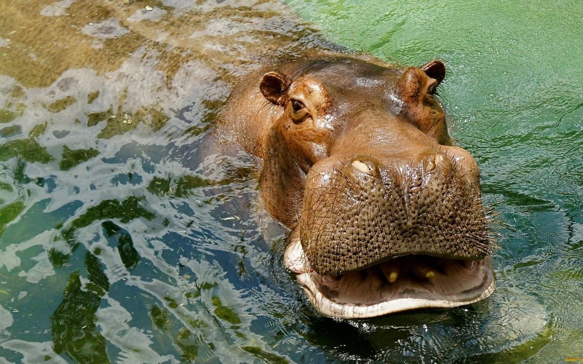 Доброе утро картинки мордочка животного